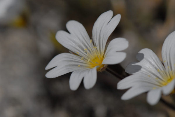 Fleur du Groenland