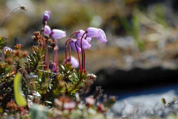 Fleur du Groenland