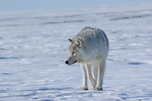 Loup arctique sur l’île de Banks