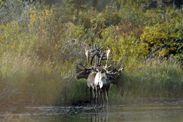 Caribous sur la rivière Porcupine